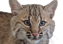 :lynx2: