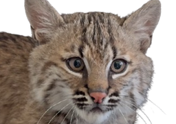 :lynx2: