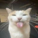 :Chat_langue1: