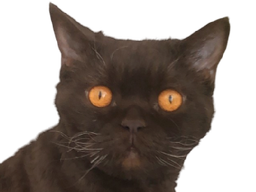 :chatdegueu: