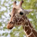 girafe