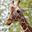 Photo de profil de girafe