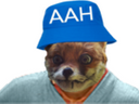 :renard: