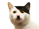 :fuhrer: