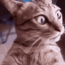 :Tourno_chat: