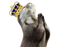 :loutreroi: