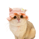 :chat_mignon_bonnet: