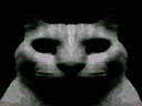:chat_sombre: