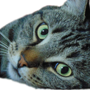 :Chatte_a_ta_mere: