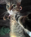 :Chat_poing: