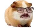 :Hamster_lunette: