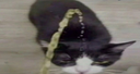:pipi_chat:
