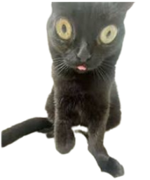 :Croquette:
