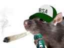 :rat_rsa_bedo: