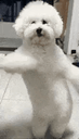:Poupetto: