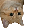 :chat_envers: