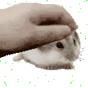 :hamsterpatpat: