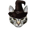 :ChatFDVhat: