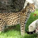 Felin