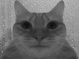 :chatgrispluie: