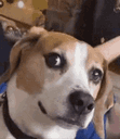 :chien_rigolo:
