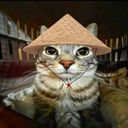 :Chat_niakoue: