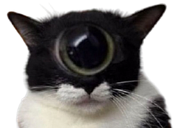 :Chat_cyclope: