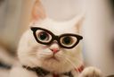 :chat_lunettes_drole_3:
