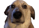 :Chien_perdu: