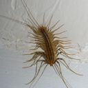 BordelCelestin