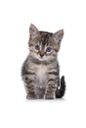 :chaton: