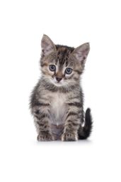 :chaton: