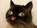:chatteube:
