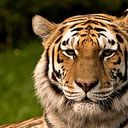 Tigre