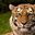 Photo de profil de Tigre