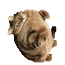 :ChatExplose: