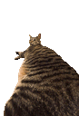 :longochat: