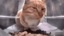 Testicular