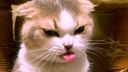 :Chat_degout_copain:
