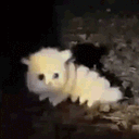 :chat_vermisseau: