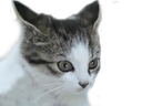 :Chat9: