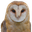Photo de profil de Chouette