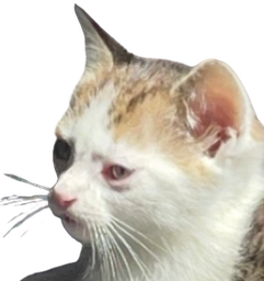 :Chat_cernes: