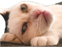 :chat_grognon:
