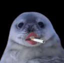 :PhoqueClope: