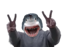 :requin_peace: