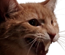 :Monsieur_Moustache: