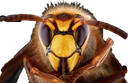 :Guepes_p: