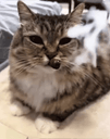 :Chat_fume__: