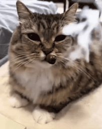 :Chat_fume__: